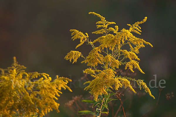 Kanadische Goldrute (Solidago canadensis)