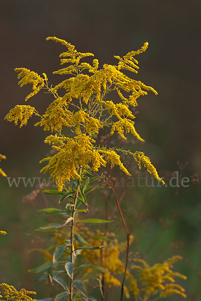 Kanadische Goldrute (Solidago canadensis)