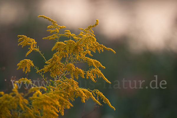 Kanadische Goldrute (Solidago canadensis)