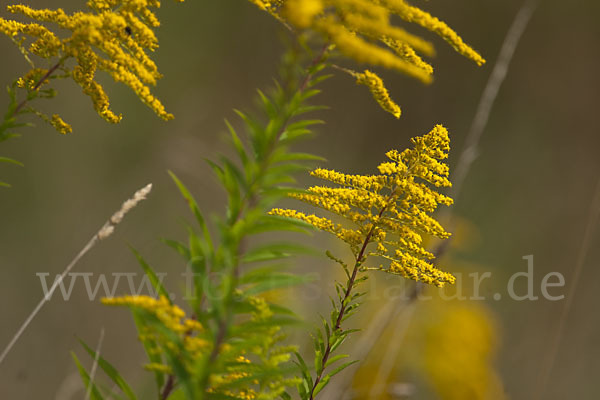 Kanadische Goldrute (Solidago canadensis)