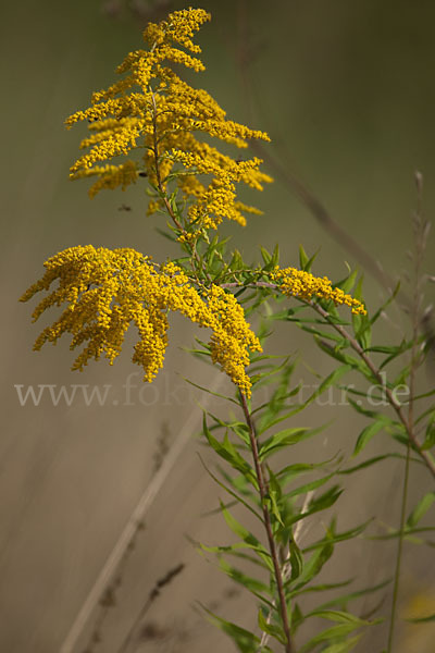 Kanadische Goldrute (Solidago canadensis)