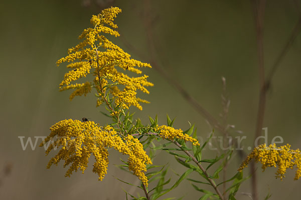 Kanadische Goldrute (Solidago canadensis)