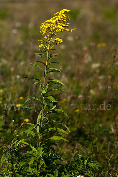 Kanadische Goldrute (Solidago canadensis)