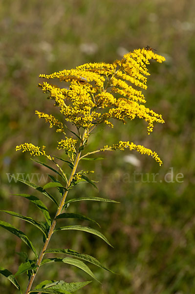 Kanadische Goldrute (Solidago canadensis)