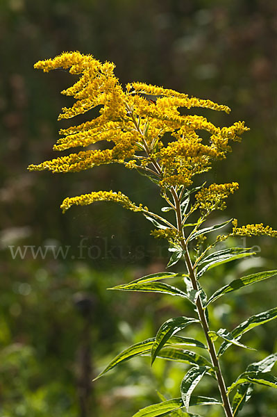 Kanadische Goldrute (Solidago canadensis)