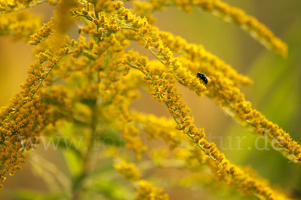 Kanadische Goldrute (Solidago canadensis)