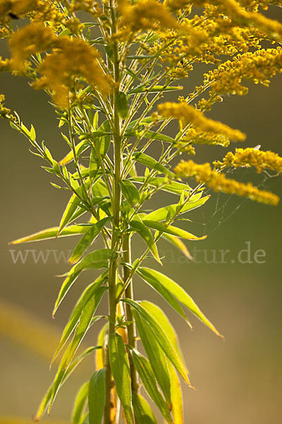 Kanadische Goldrute (Solidago canadensis)