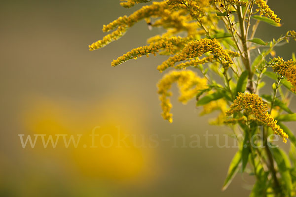 Kanadische Goldrute (Solidago canadensis)