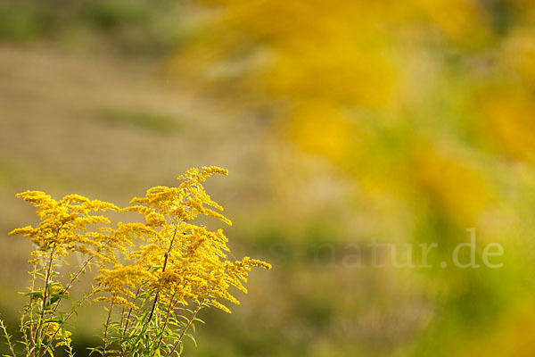 Kanadische Goldrute (Solidago canadensis)