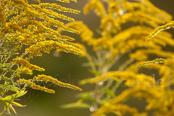 Kanadische Goldrute (Solidago canadensis)