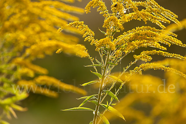 Kanadische Goldrute (Solidago canadensis)