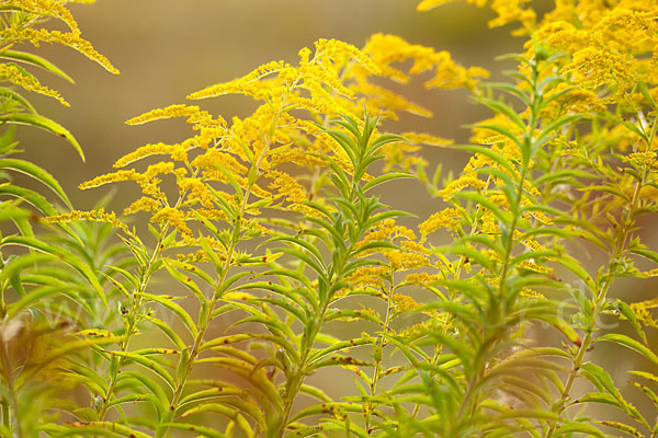 Kanadische Goldrute (Solidago canadensis)