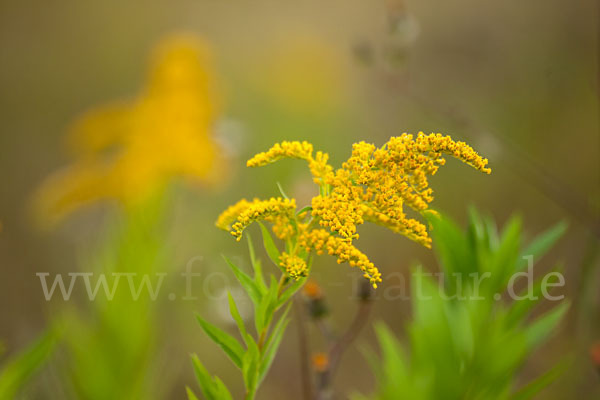 Kanadische Goldrute (Solidago canadensis)