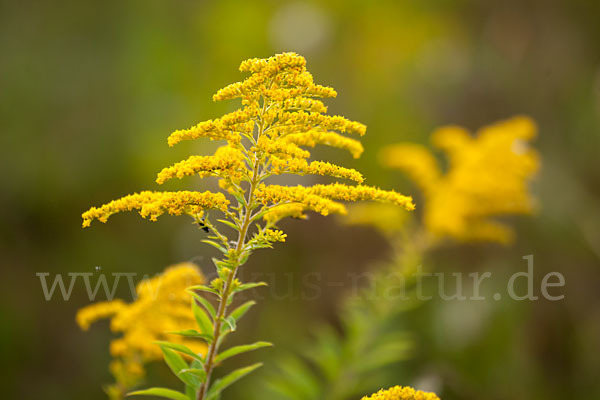 Kanadische Goldrute (Solidago canadensis)