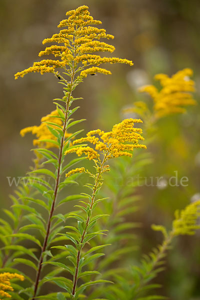 Kanadische Goldrute (Solidago canadensis)