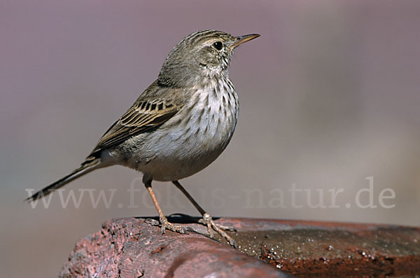 Kanarenpieper (Anthus berthelotii)