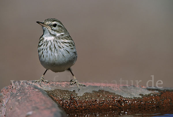 Kanarenpieper (Anthus berthelotii)