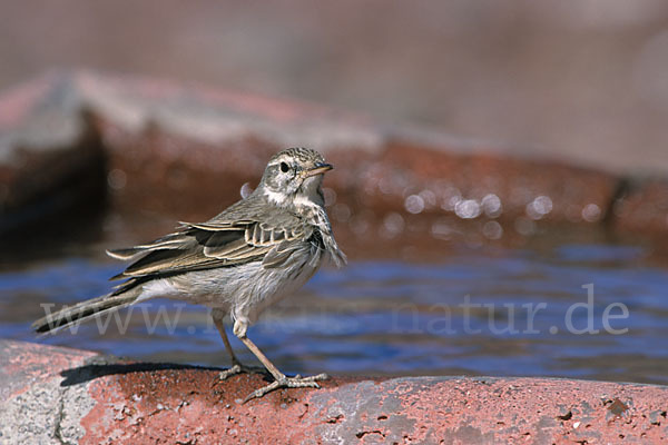 Kanarenpieper (Anthus berthelotii)