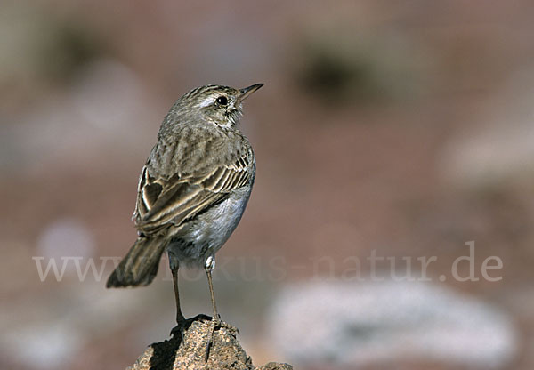 Kanarenpieper (Anthus berthelotii)