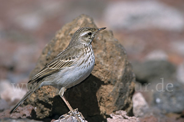 Kanarenpieper (Anthus berthelotii)