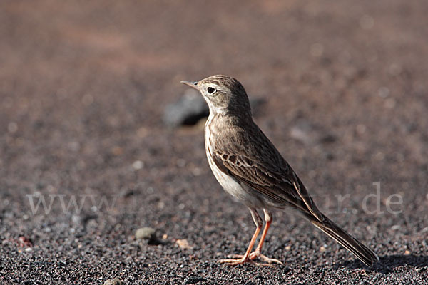 Kanarenpieper (Anthus berthelotii)