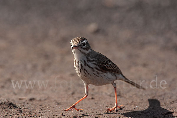 Kanarenpieper (Anthus berthelotii)