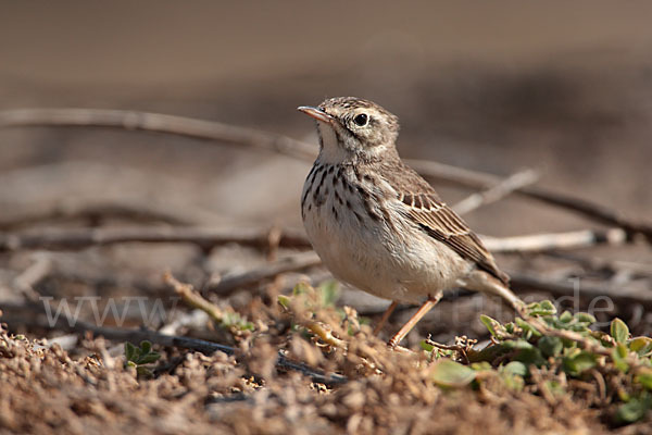 Kanarenpieper (Anthus berthelotii)