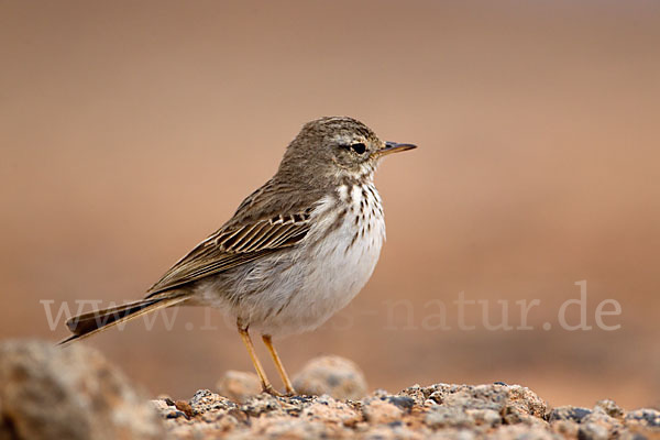 Kanarenpieper (Anthus berthelotii)