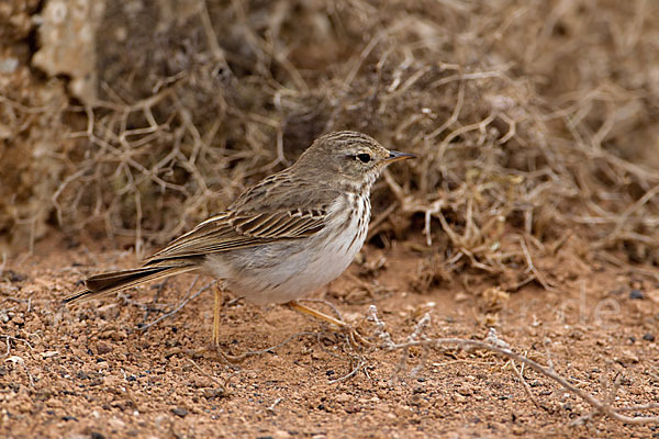 Kanarenpieper (Anthus berthelotii)