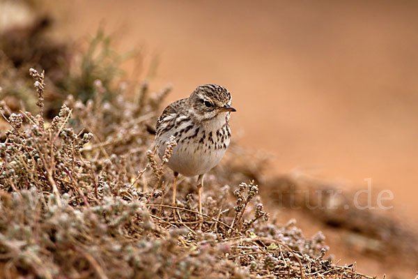 Kanarenpieper (Anthus berthelotii)