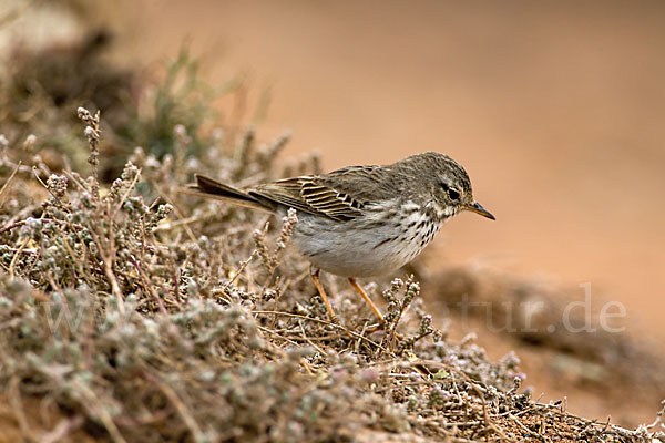 Kanarenpieper (Anthus berthelotii)