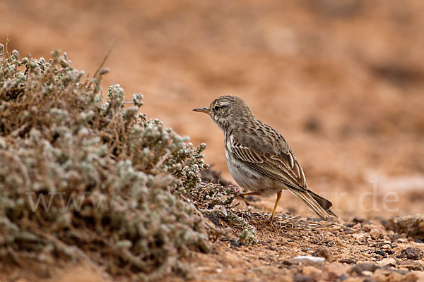 Kanarenpieper (Anthus berthelotii)