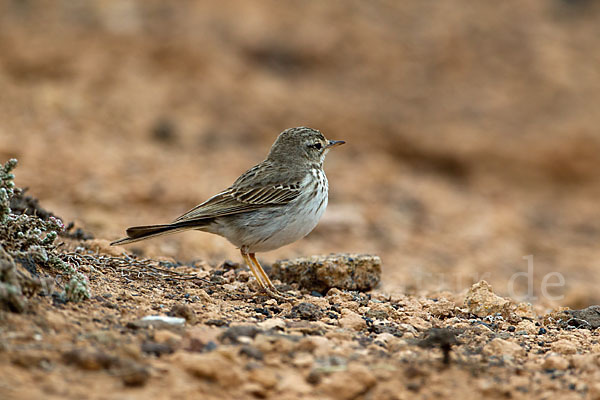 Kanarenpieper (Anthus berthelotii)