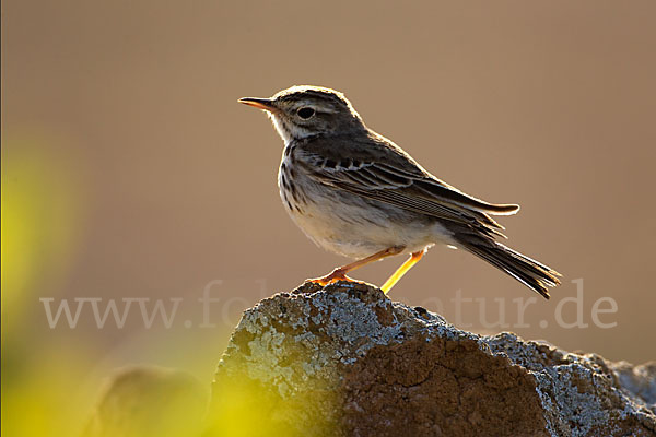 Kanarenpieper (Anthus berthelotii)