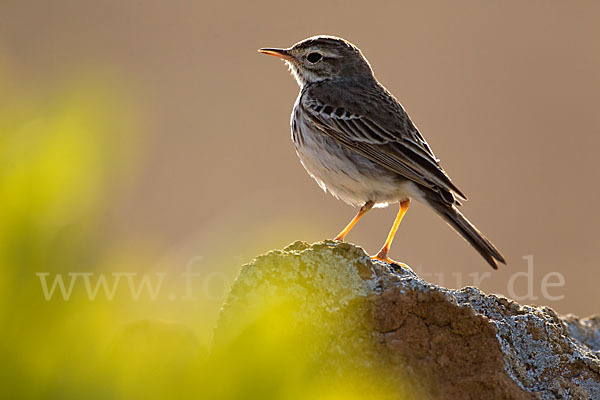 Kanarenpieper (Anthus berthelotii)