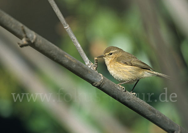 Kanarenzilpzalp (Phylloscopus canariensis)