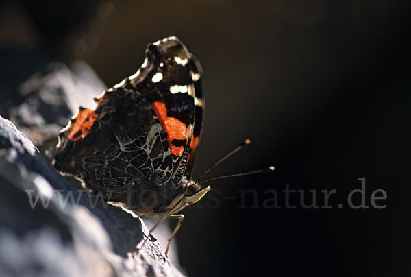 Kanarischer Admiral (Vanessa vulcanica)