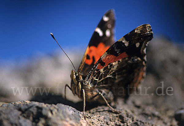 Kanarischer Admiral (Vanessa vulcanica)