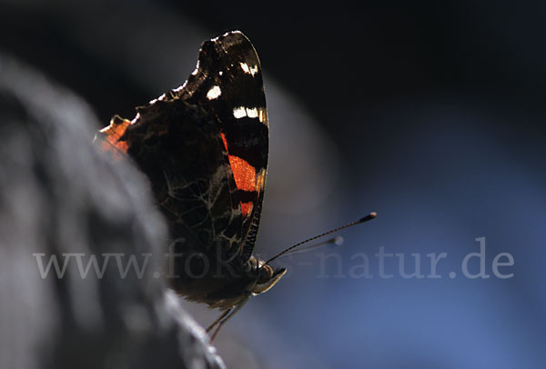 Kanarischer Admiral (Vanessa vulcanica)