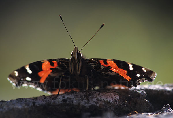 Kanarischer Admiral (Vanessa vulcanica)