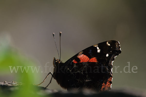 Kanarischer Admiral (Vanessa vulcanica)