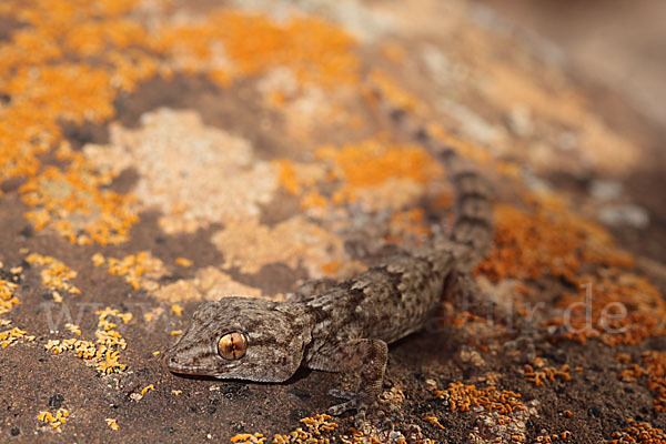 Kanarischer Mauergecko (Tarentola angustimentalis)