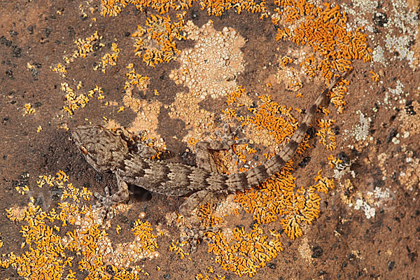 Kanarischer Mauergecko (Tarentola angustimentalis)