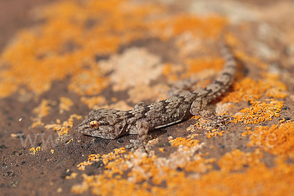 Kanarischer Mauergecko (Tarentola angustimentalis)