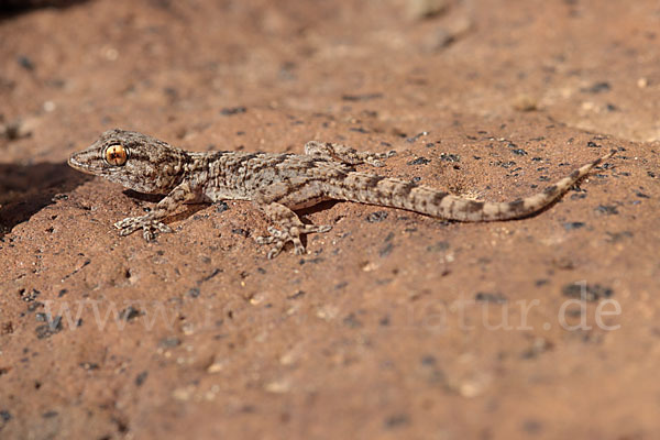 Kanarischer Mauergecko (Tarentola angustimentalis)