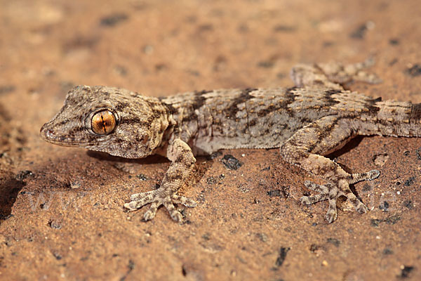 Kanarischer Mauergecko (Tarentola angustimentalis)