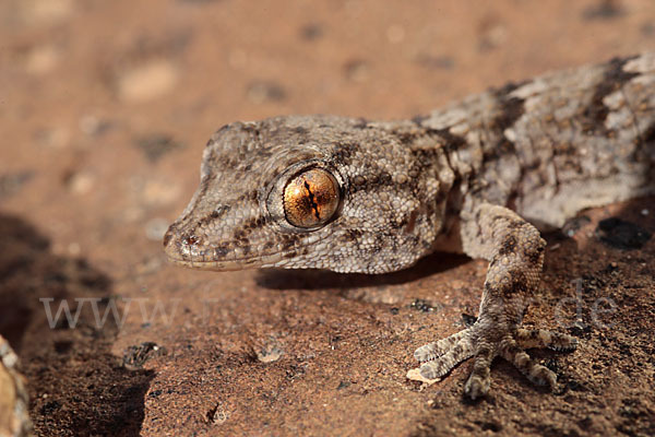 Kanarischer Mauergecko (Tarentola angustimentalis)