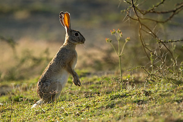 Kaphase (Lepus capensis)