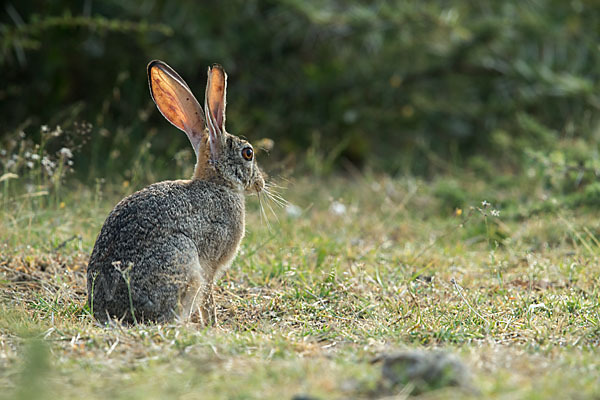 Kaphase (Lepus capensis)