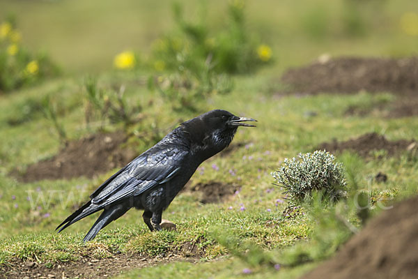 Kapkrähe (Corvus capensis)